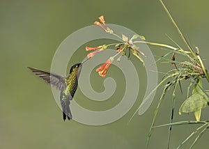 Fiery-throated hummingbird Panterpe insignis, Costa Rica