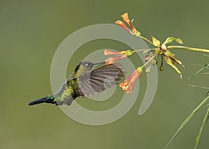 Fiery-throated hummingbird Panterpe insignis, Costa Rica