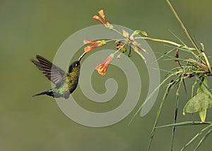 Fiery-throated hummingbird Panterpe insignis, Costa Rica