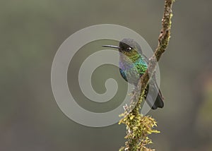 Fiery-throated hummingbird Panterpe insignis, Costa Rica