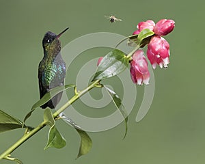 Fiery-throated hummingbird Panterpe insignis, Costa Rica photo