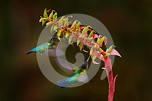 Fiery-throated Hummingbird, Panterpe insignis, flying next to beautiful pink flower, Savegre, Costa Rica. Bird with bloom, sucking