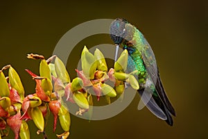 Fiery-throated Hummingbird, Panterpe insignis, flying next to beautiful pink flower, Savegre, Costa Rica. Bird with bloom, sucking