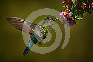 Fiery-throated Hummingbird, Panterpe insignis, flying next to beautiful pink flower, Savegre, Costa Rica. Bird with bloom, sucking