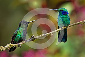 Fiery-throated Hummingbird - Panterpe insignis and Green Violet-ear - Colibri thalassinus