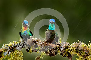 Fiery-throated Hummingbird, Panterpe insignis, and Magnificent Hummingbird, Eugenes fulgens on the moss branch with rain. Wildlif