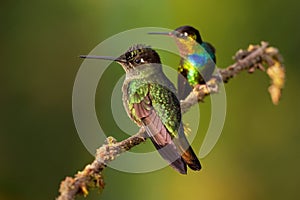 Fiery-throated Hummingbird - Panterpe insignis medium-sized hummingbird breeds only in the mountains of Costa Rica and Panama