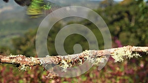 Fiery-throated Hummingbird - Panterpe insignis medium-sized hummingbird breeds only in the mountains of Costa Rica and Panama