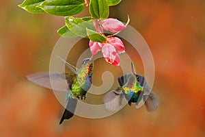 Fiery-throated Hummingbird, Panterpe insignis, shiny colorful bird in flight, sucking nectar from bloom. Wildlife flight action