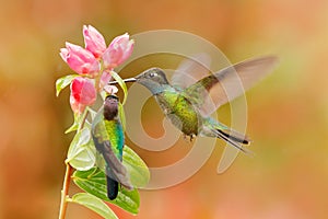 Fiery-throated Hummingbird, Panterpe insignis, shiny colorful bird in flight, sucking nectar from bloom. Wildlife flight action