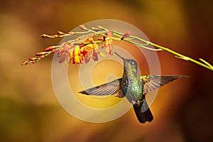 Fiery-throated Hummingbird, Panterpe insignis, shiny colour bird