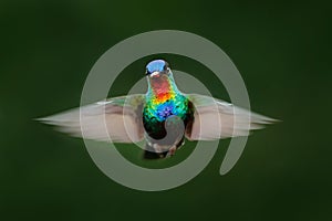 Fiery-throated Hummingbird, Panterpe insignis, shiny colour bird in fly. Wildlife flight action scene from tropic forest. Red glos