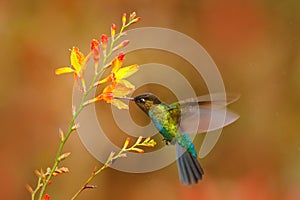 Fiery-throated Hummingbird, Panterpe insignis, shiny colour bird in fly. Wildlife flight action scene from tropic forest. Red glos