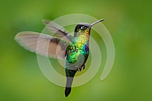 Fiery-throated Hummingbird, Panterpe insignis, shiny colour bird in fly. Wildlife flight action scene from tropic forest. Red glos photo