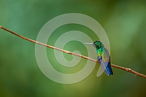 Fiery-throated Hummingbird, Panterpe insignis, shiny colour bird. Wildlife scene from tropic forest. Mountain bright animal from