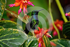 fiery-throated hummingbird, perching on exotic orchid