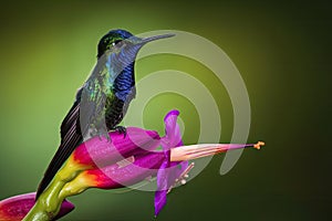 fiery-throated hummingbird, perching on exotic orchid