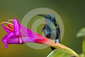 fiery-throated hummingbird, perching on exotic orchid