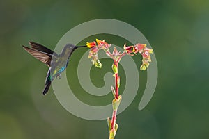 A fiery-throated hummingbird using multiflash