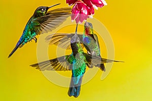 Fiery Throated Hummingbirds