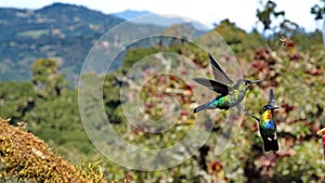 Fiery-throated hummingbirds in flight