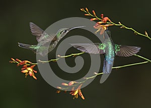 Fiery throated and Magnificent Hummingbird nectaring, Costa Rica