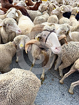 Fiesta de la Trashumancia Madrid, sheeps on ancient herding route