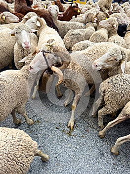 Fiesta de la Trashumancia Madrid, sheeps on ancient herding route