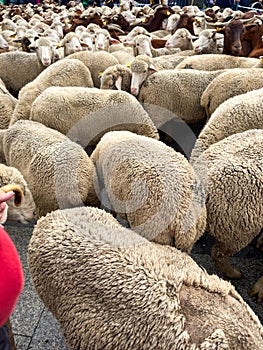 Fiesta de la Trashumancia Madrid, sheeps on ancient herding route