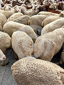 Fiesta de la Trashumancia Madrid, sheeps on ancient herding route photo