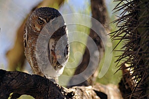 Fiesty Elf Owl Showing Talons