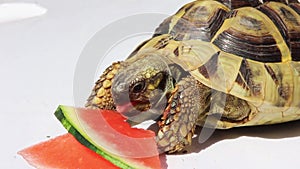 Fife years old greek turtle, or hermannÂ´s tortoise, is eating a melon.