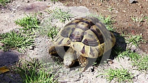 Fife years old greek turtle, or hermannÂ´s tortoise, is eating stones.