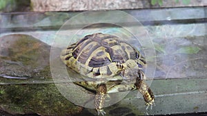 Fife years old greek turtle, or hermannÂ´s tortoise, is taking a bath.