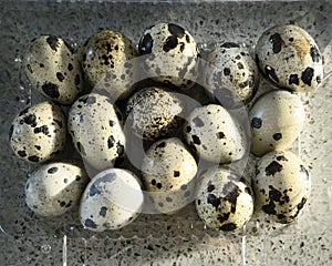 Fifteen quail eggs in a clear plastic tray shot from above on a man made stone background