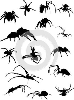 Fifteen spider silhouettes