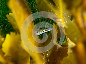 Fifteenspine stickleback, Spinachia spinachia. Flame Shell Point. Loch Carron, Scotland