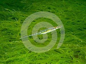 Fifteenspine stickleback, Spinachia spinachia. Flame Shell Point. Loch Carron, Scotland