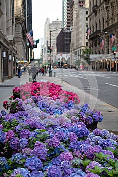 Fifth Avenue New York City Spring Flower Display along the Sidewalk
