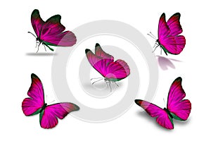 Fifth pink butterfly