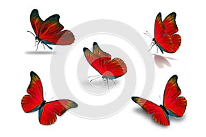 Fifth red butterfly