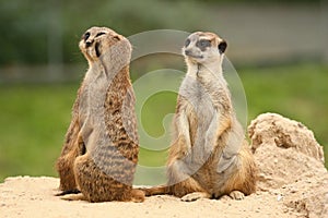 A fifth wheel in the meerkats community