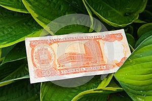 Fifty Venezuelan bolivares bank note on the leaves photo