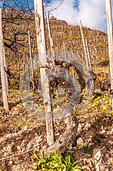 Fifty year old, prunde, staked, dormiente, vine, of, St. Joseph Domaine Farge winery, vineyard