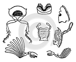 Fig 1. Section of body, Fig 2 Parts mouth, Fig 3 Antennas chafer, vintage engraving