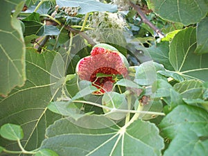 Fig