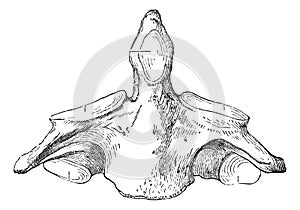 Fig. 136. Axis second cervical vertebra, vintage engraving