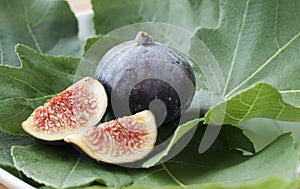 Fig