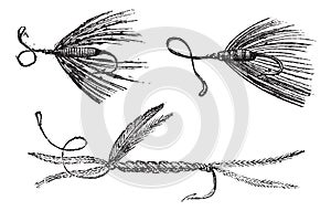 Fig. 49. Palmer. Fig. 50. Ant wing in August. Fig. 51. little Peacock, vintage engraving