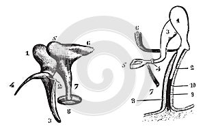 Fig. 985. Chain of bones seen by the outside party, Fig. 986. Reports of hearing bones and inserts their muscles, vintage